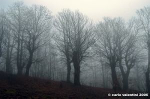 cornacchino_castagni02