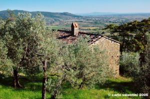 cortona77
