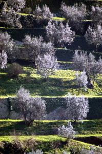 fiesole_olivi2
