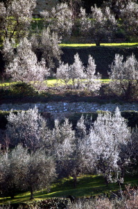 fiesole_olivi4
