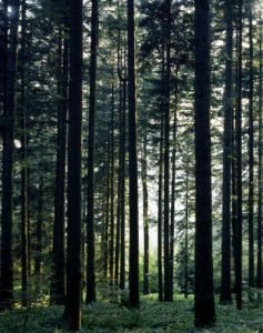 foresta_camaldoli83072445