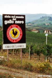 gallo_nero1003_22