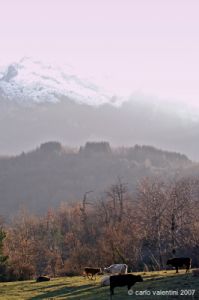 giuncugnano42