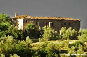 incisa