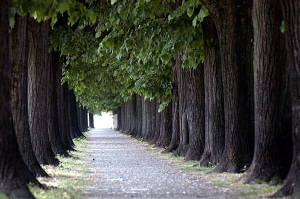 lucca001