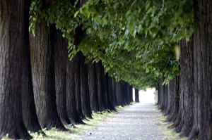 lucca002