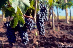 mercatale890_14