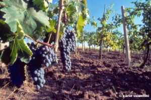 mercatale890_18