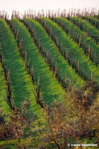 mercatale940_02