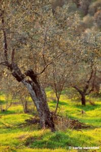 mercatale940_05