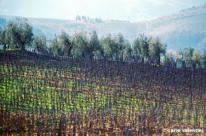 molin_del_piano196_18