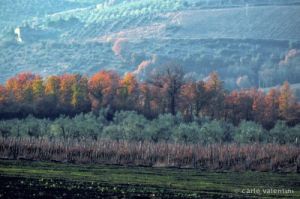 molin_del_piano509_19