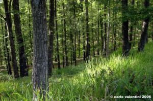 monte_amiata06