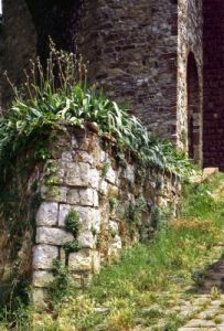 montefioralle860709g69