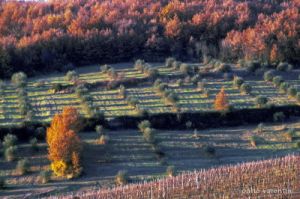 monteloro508_05