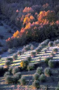 monteloro508_06