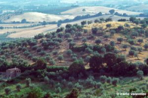 montemassi981_31