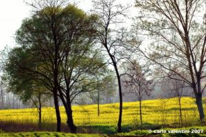 monterchi_primavera002
