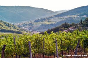 nipozzano07