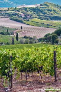 nipozzano08