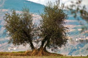 nipozzano12