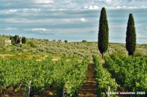 nipozzano14