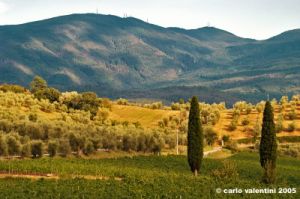 nipozzano15