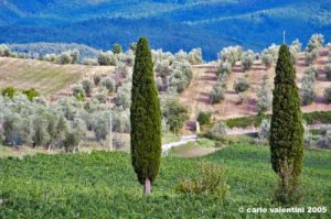 nipozzano16
