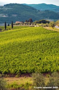 nipozzano38