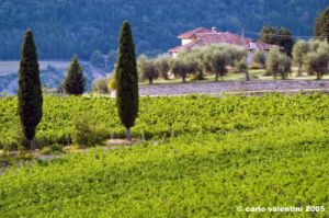 nipozzano39