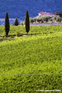 nipozzano41