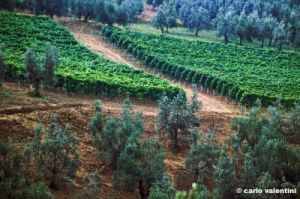 olivi177_24