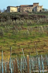 olivi237_15