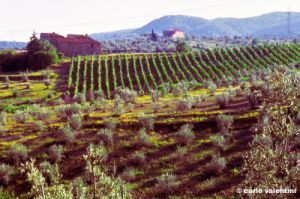 olivi366_25