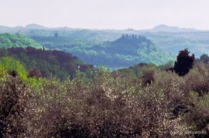olivi815_40