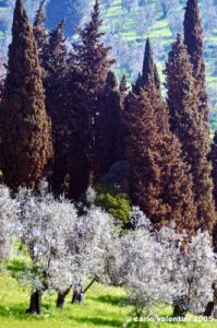 olivi_cipressi2