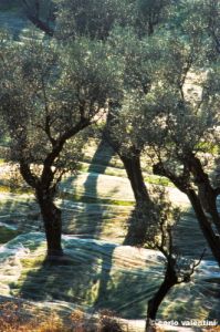 olivi_pisano753_22