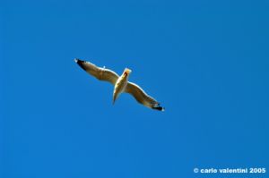 orbetello36