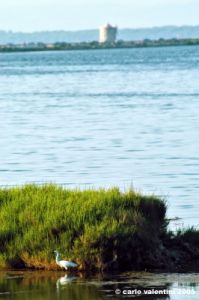 orbetello65