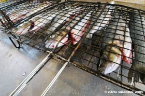orbetello_pescatori01