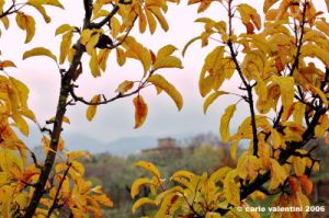 pelago003_061125