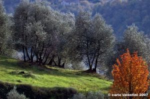 pelago_campagna002