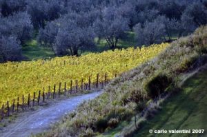 pelago_campagna006