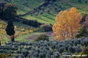pelago_campagna007