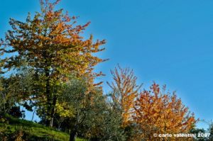 pelago_campagna011