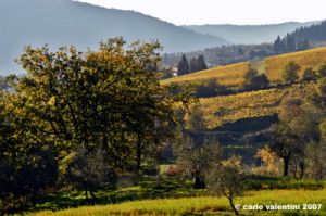 pelago_campagna014