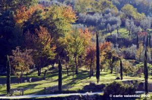 pelago_campagna015