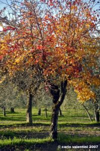 pelago_campagna021