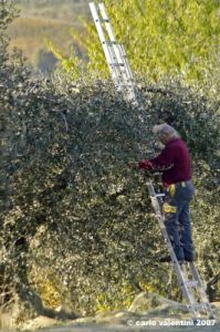 pelago_campagna027