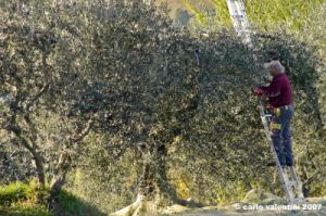 pelago_campagna028